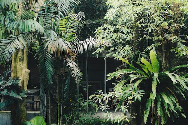 Café avec des arbres ombragés retour au concept de la nature