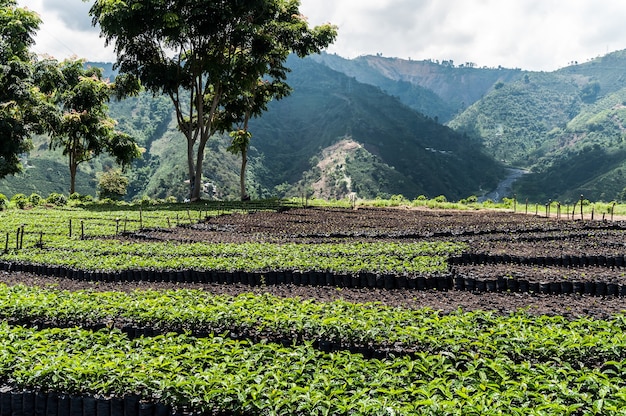 café en grains vert brume agriculture ferme Colombie