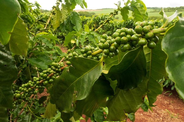 Café Grains verts sur la vigne. Ferme de plantation de café.