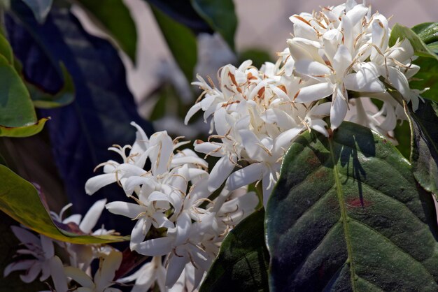 Caféier entièrement fleuri