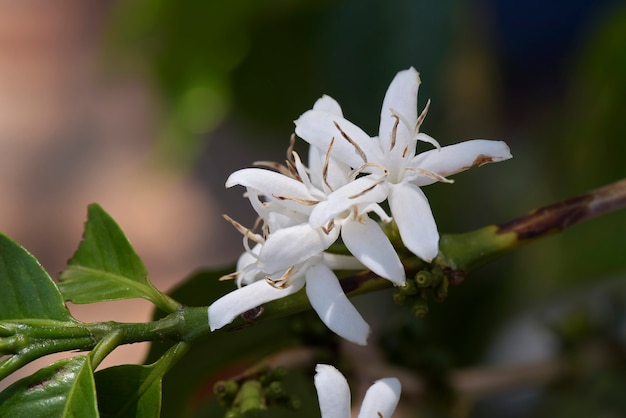 Caféier entièrement fleuri