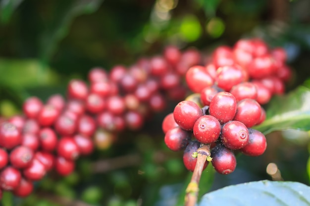 Caféier avec grain de café sur la plantation de café