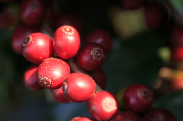 Caféier avec grain de café sur la plantation de café