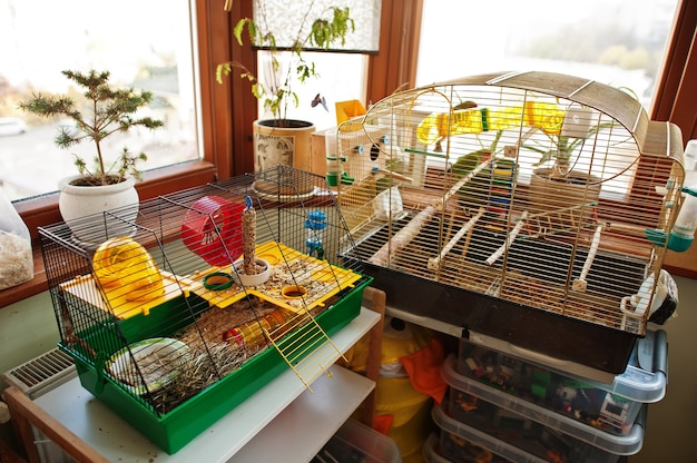 Cages pour animaux domestiques : hamsters et perroquets.