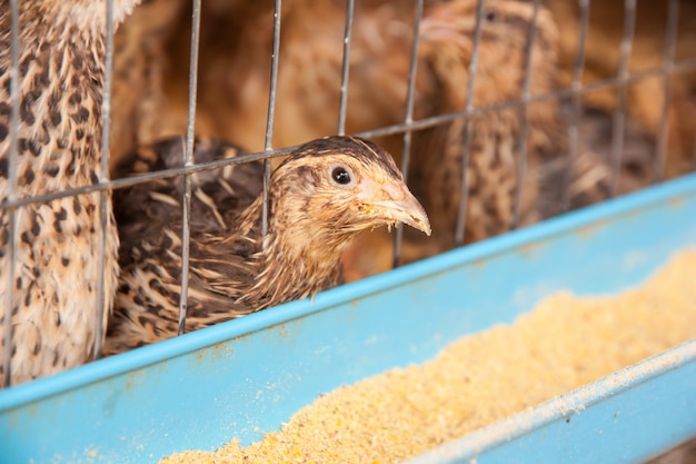 Caille dans une cage