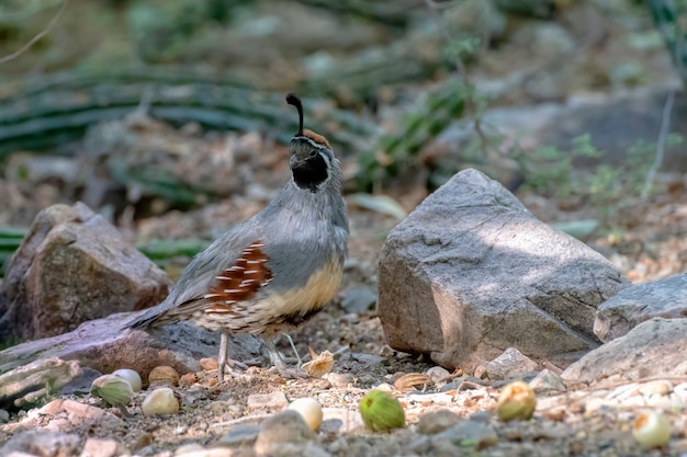 Photo caille de gambels mâle dans le désert de l'arizona