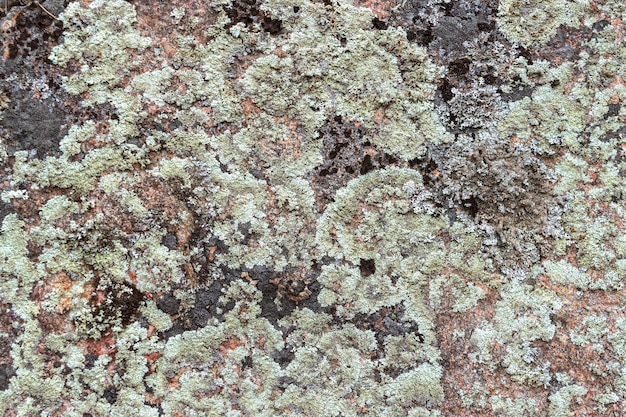 Écaille ou lichens crustaux sur une pierre de granit rouge. Nature de Carélie, Russie