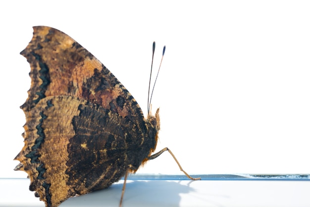 Écaille à pattes jaune papillon ou grande écaille (Nymphalis xanthomelas) isolé sur fond blanc