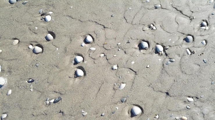 Photo des cailloux sur la plage