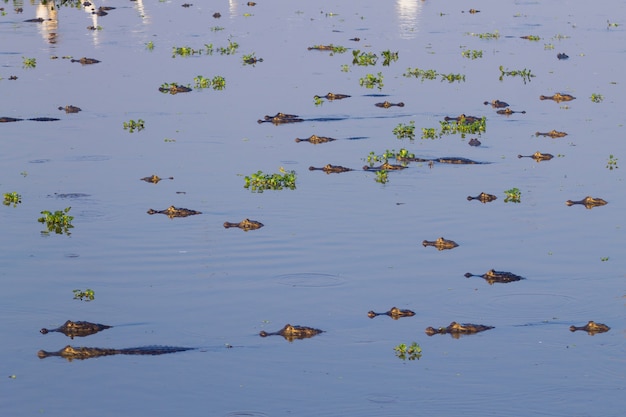 Caïman flottant à la surface de l'eau dans le Pantanal, au Brésil. La faune brésilienne.