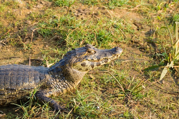 Caïman qui se réchauffe au soleil du matin du Pantanal Brésil Faune brésilienne