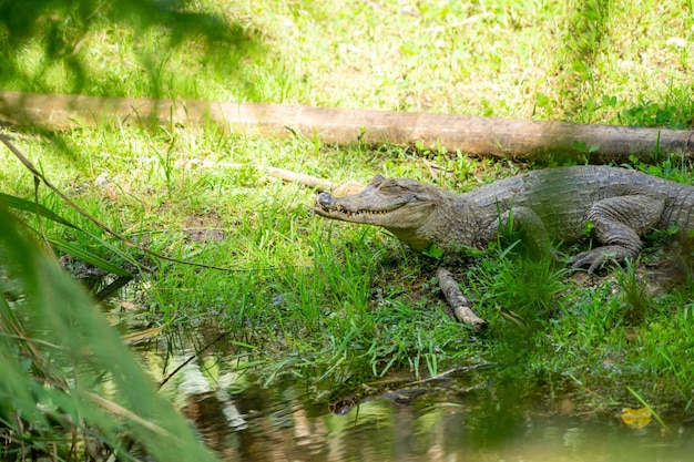 Un caïman sur les rives d'un lagon Amazonie Équateur