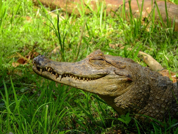 Un caïman sur les rives d'une lagune, Amazonie, Equateur