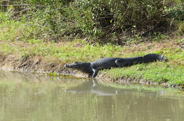 Caiman yacare dans la zone humide brésilienne