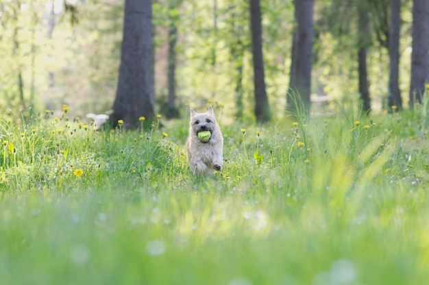 cairn avec balle dans une bouche