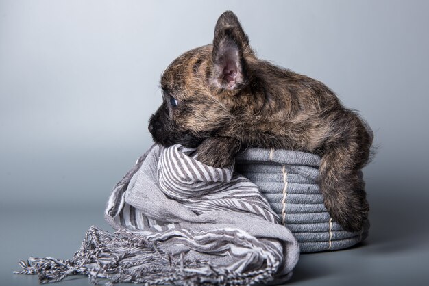 Cairn Terrier puppy dog sur fond gris