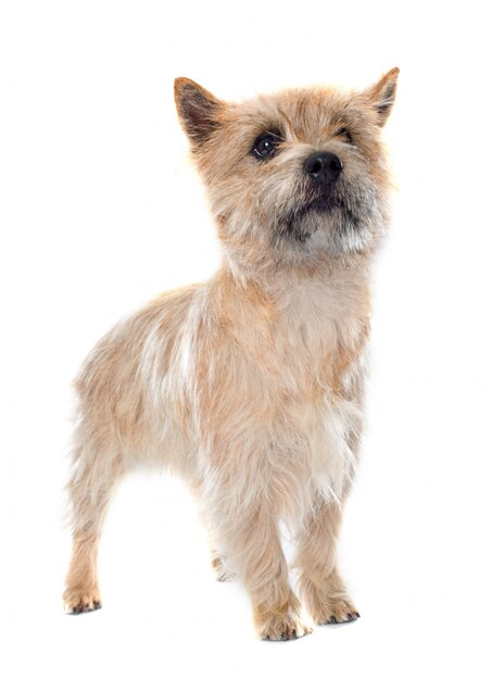 cairn terrier de race