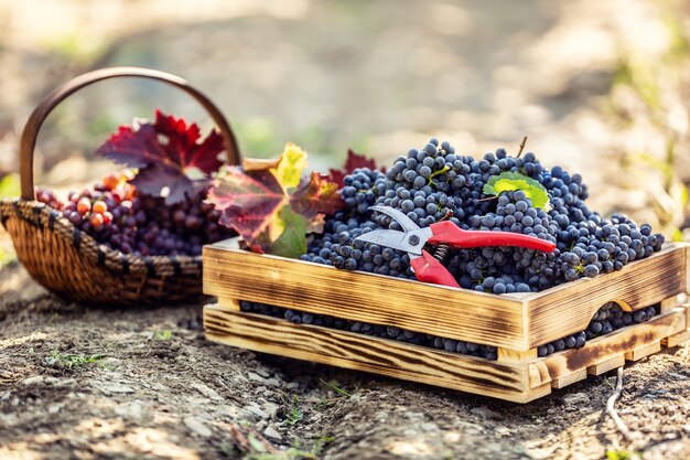 Une caisse en bois et un panier en bois posés sur le sol remplis de raisins. Également décoré de feuilles d'automne et de ciseaux de vigne.