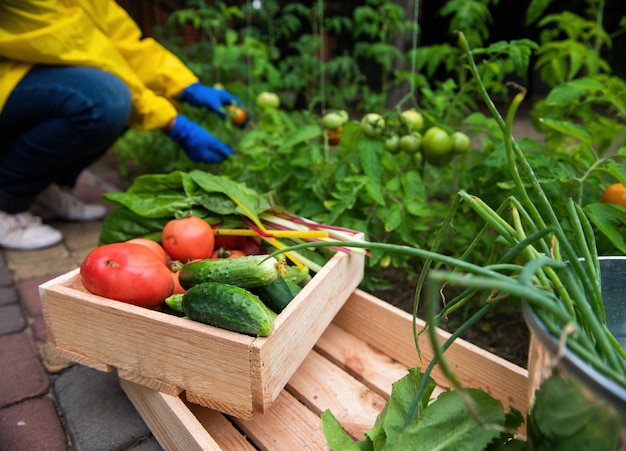 Caisse en bois avec récolte de légumes biologiques contre un agriculteur flou cueillant des tomates mûres poussant dans une ferme écologique