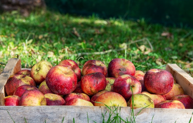 Une caisse de pommes fraîches sur l'herbe dans le jardin