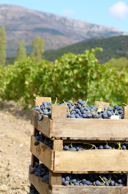 Caisses en bois fou de raisins récoltés