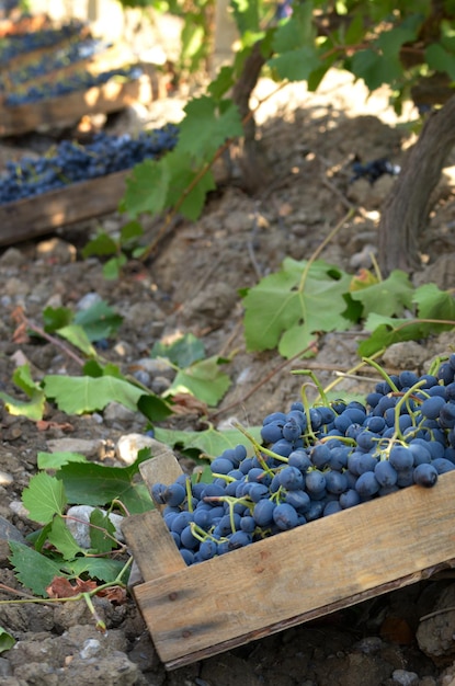 Caisses en bois fou de raisins récoltés