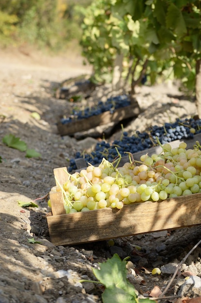 Caisses en bois fou de raisins récoltés