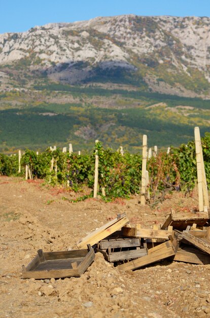 Caisses en bois pour les raisins récoltés le soir du vignoble