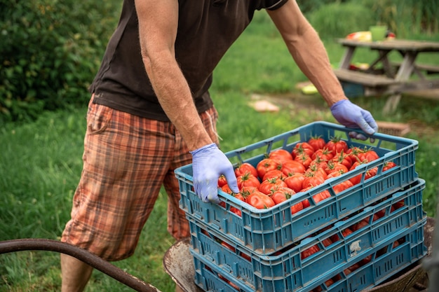 des caisses de tomates mûres sont préparées par l'homme pour les marchés fermiers