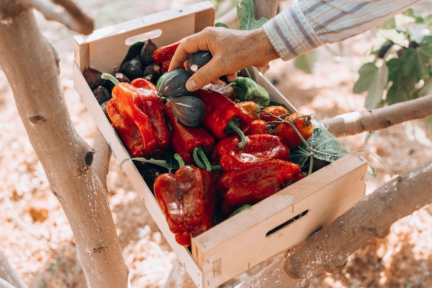 Caja llena con pimientos rojos verdes e higos