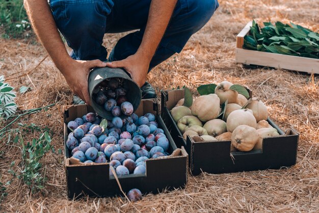 Photo cajas de arandanos et membrillos