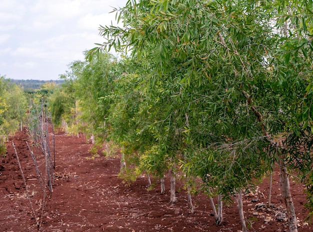 Cajuput arbres Melaleuca cajuputi sur la terre sèche dans la région de Gunung Kidul Yogyakarta Indonésie