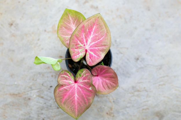 Caladium Bicolor belles feuilles Reine des feuilles pour décoration de jardin