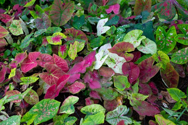 Photo caladium bicolor est considérée comme la reine des plantes à feuilles