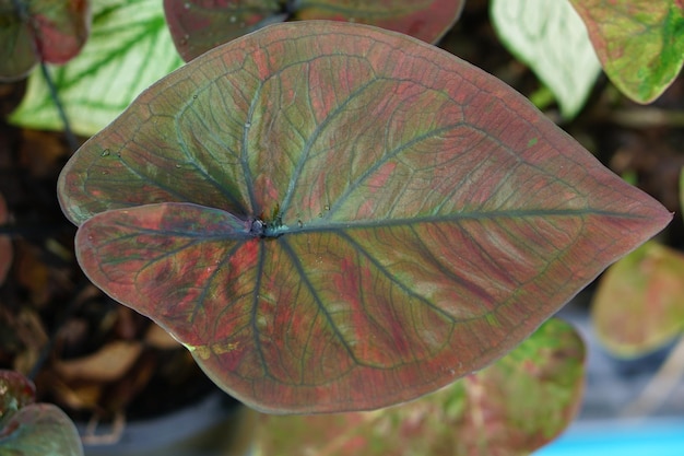 caladium bicolor en pot grande plante pour décorer le jardin