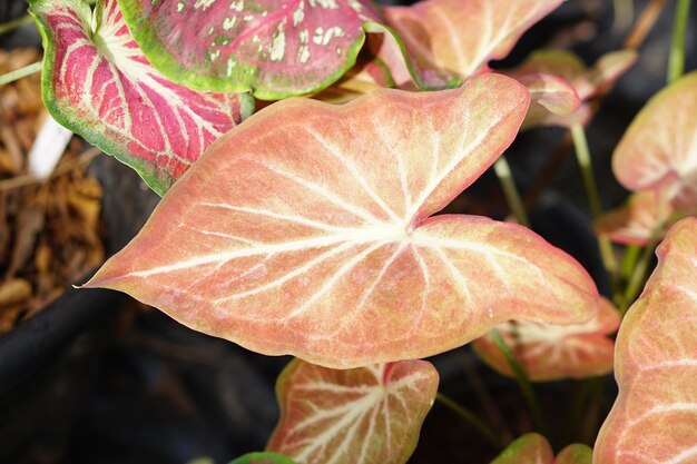 caladium bicolor en pot grande plante pour décorer le jardin