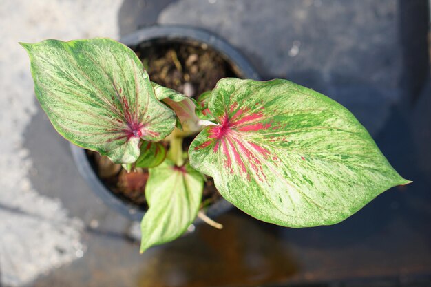 caladium bicolor en pot grande plante pour décorer le jardin