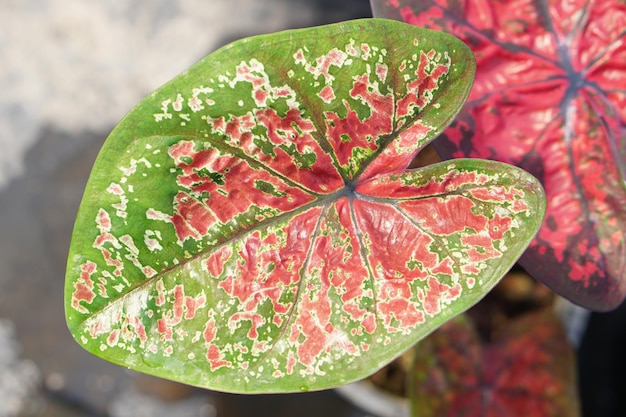 caladium bicolor en pot grande plante pour décorer le jardin