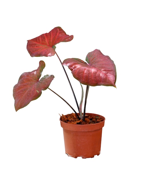 Le caladium rouge coloré laisse la nature isolée sur fond blanc.