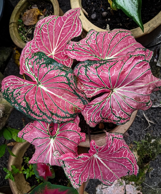 Caladium Thai Beauty dans des pots sont disposés à l'extérieur de la cour