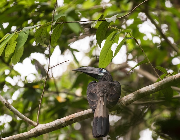 Calao à crête touffue oiseau vivant de Bornéo