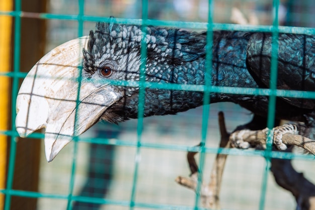 Calao dans la vie d'un zoo en garde à vue