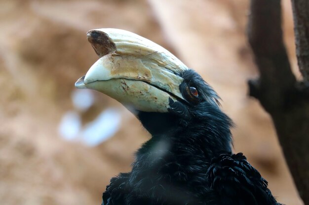 Le calao noir est une espèce de calao