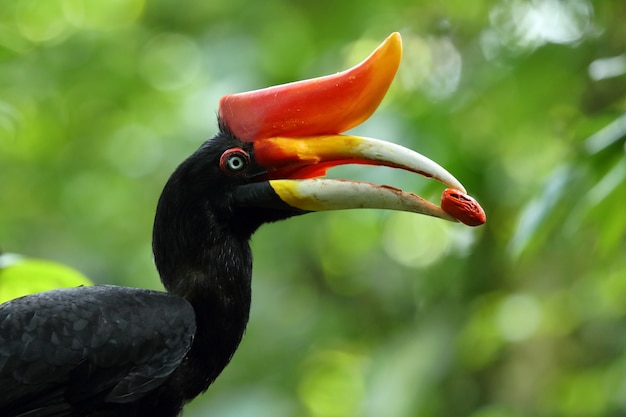 Calao rhinocéros grosse corne. Figue tenir dans la bouche au sanctuaire de la faune. Thaïlande