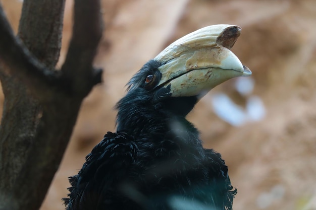 Les calaos sont une famille d'oiseaux de l'ordre du même nom L'oiseau est assis sur une branche d'arbre