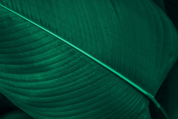 Calathea lutea feuille macro shot background