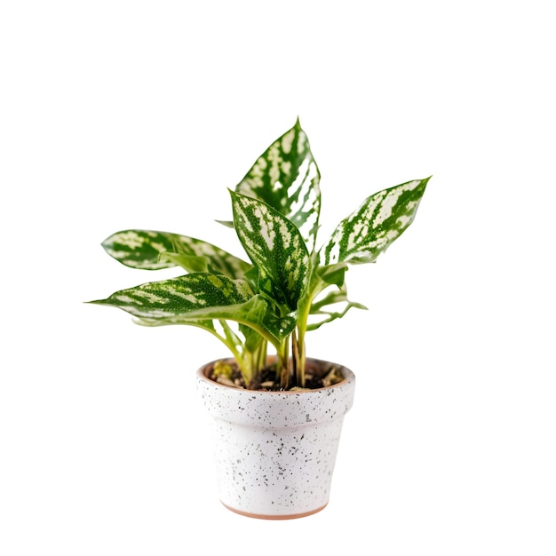 Calathea plante en pot isolé sur fond blanc avec un tracé de détourage