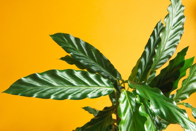 Calathea rufibarba feuille de velours vert gros plan des plantes d'intérieur en pot vert décoration soins et culture marantaceae variété