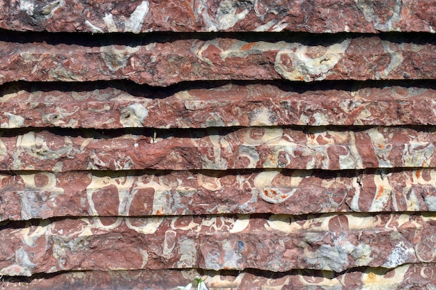 Calcaire avec rudistas colorées par l'oxyde de fer Crétacé Aptien 115 Mya Il est également connu sous le nom de marbre rose