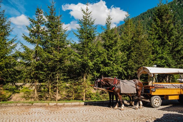 Calèche sur une route de montagne